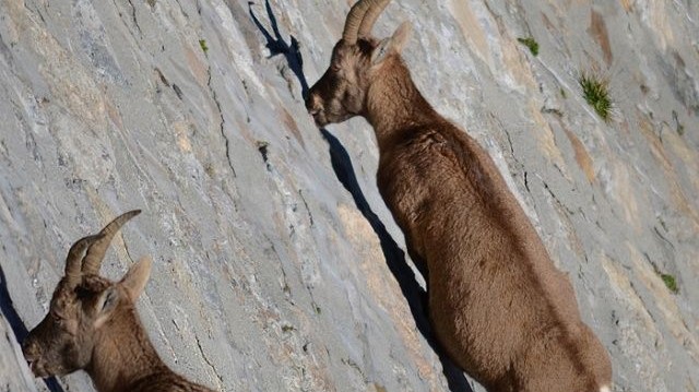 Miért másznak fel időnként a kőszáli kecskék meredek szikla- és kőfalakra és töltenek ott órákat?