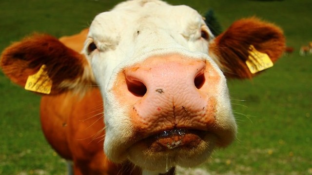 Melyik ország szent állata a tehén?