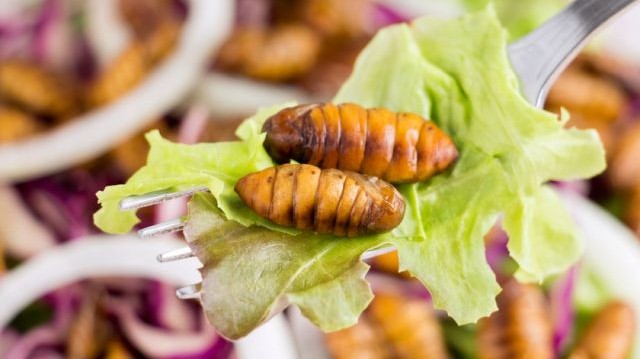 Melyik az a rovarfaj, amelyik először kapott étkezési céllal uniós engedélyt?