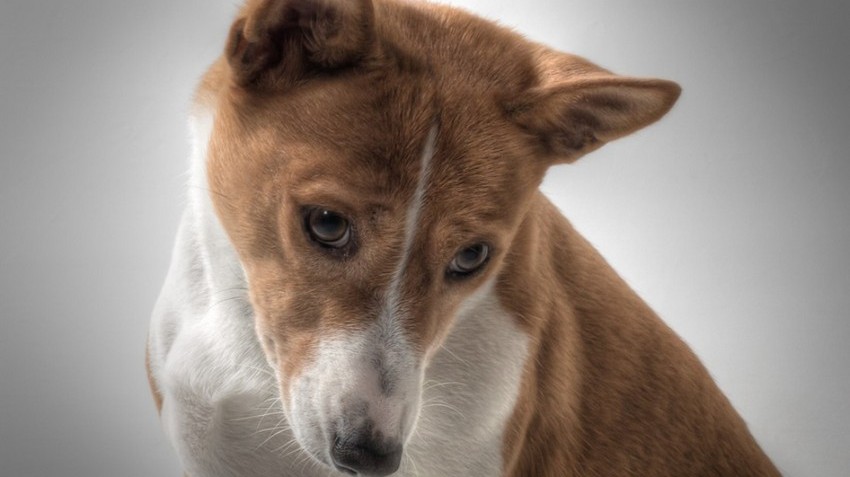 A Basenji, az egyike azon ritka kutyáknak, melyek nem tudnak …. csak csaholni. Mit nem tudnak?