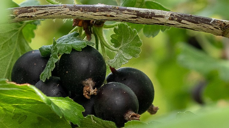 A josta két gyümölcs keresztezéséből jött létre. Az alábbiak közül melyiknek nincs semmi köze a jostához?