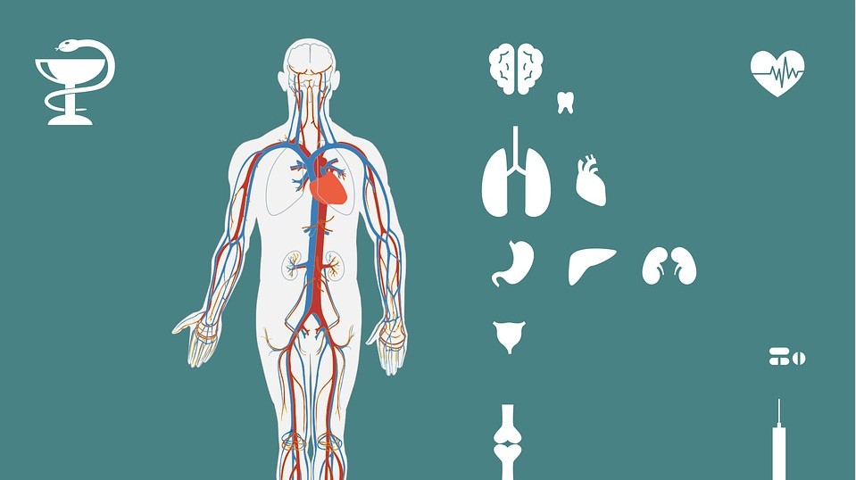 Hol található az emberi testben a tobozmirigy?