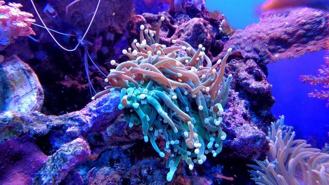 Igaz vagy hamis? A korallok állatok.