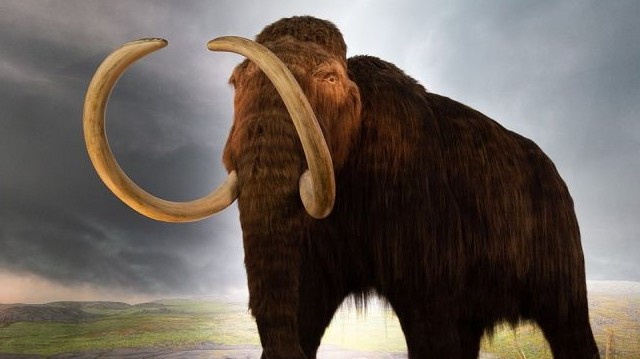 Az alábbiak közül melyik ökológiai hatással járt a mamutok kihalása?