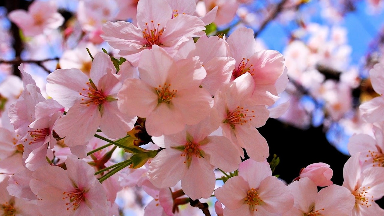Mit szimbolizálnak a cseresznyevirágok?