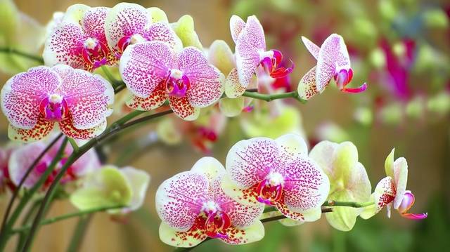 Melyik orchidea csak kitalált, nem létezik?