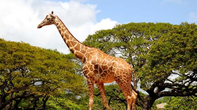 Melyik kontinensen él a zsiráf?