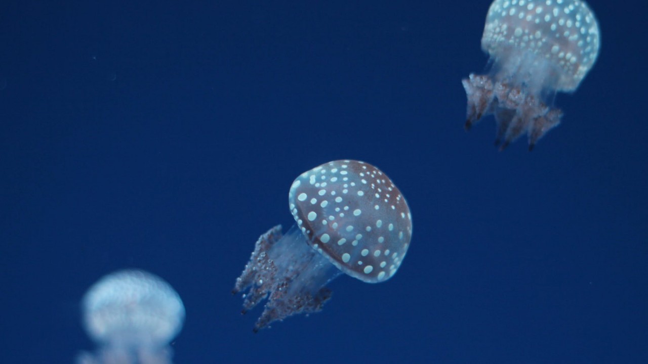Leginkább hogyan változtatják a helyüket a planktonok?