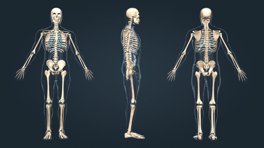 Melyik az emberi test legkeményebb csontja?