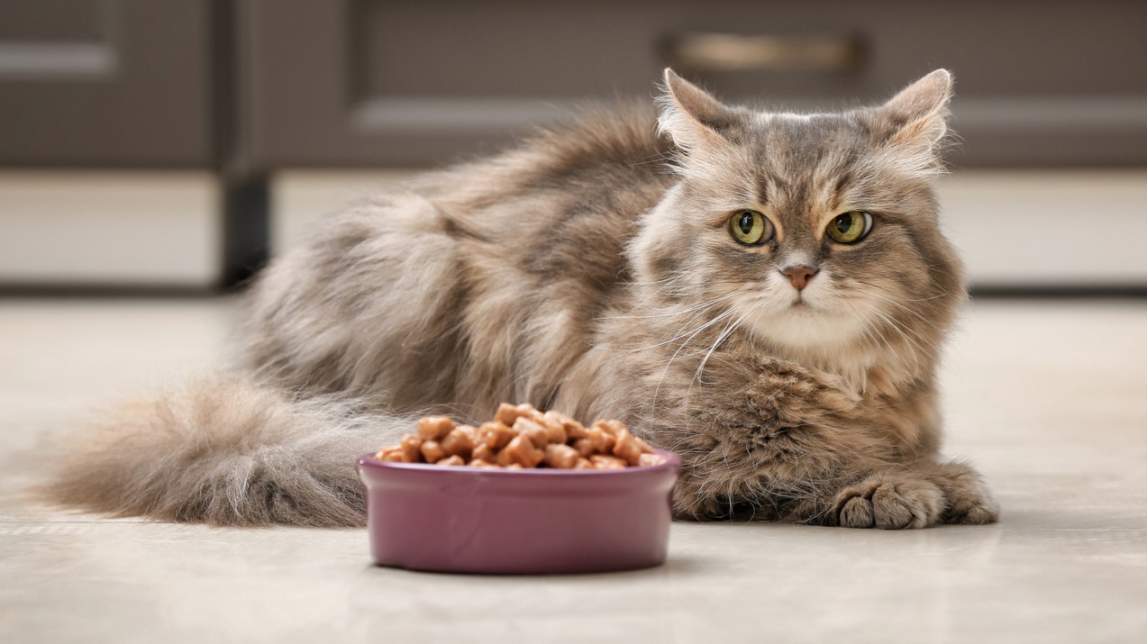 Melyik ízt nem képesek a macskák érzékelni?
