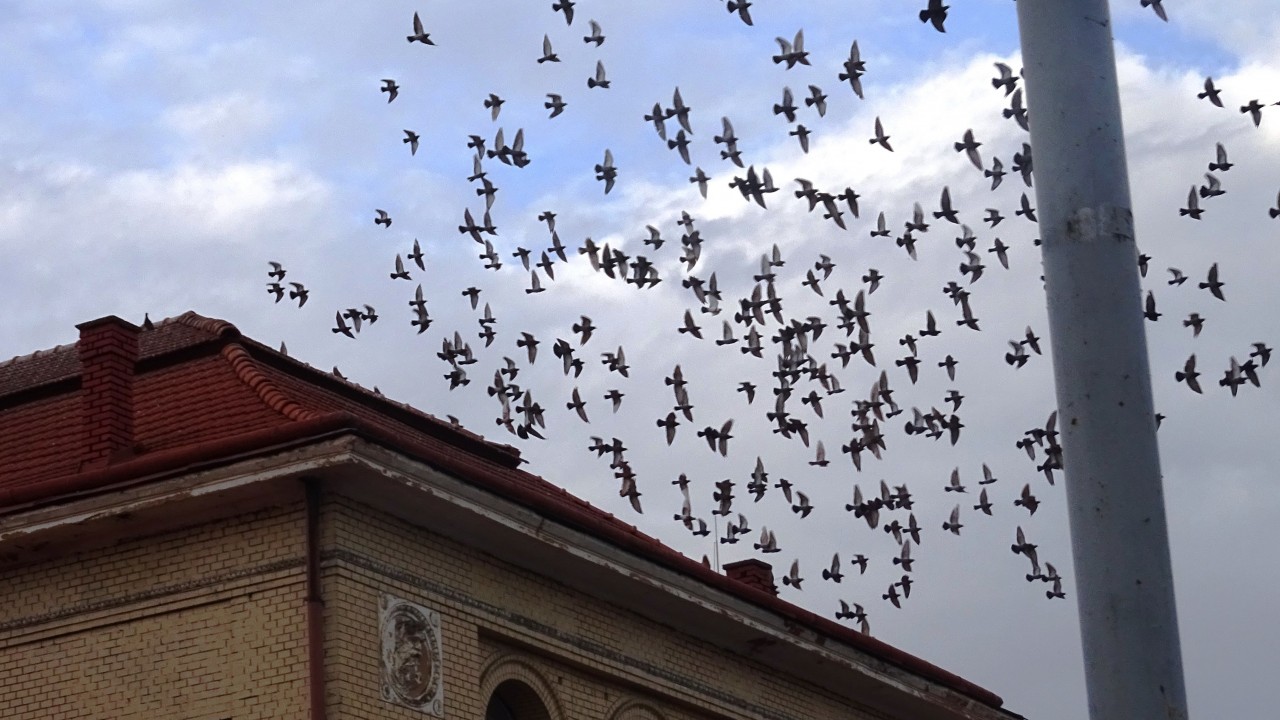 Melyik épület fölött repülnek a galambok?