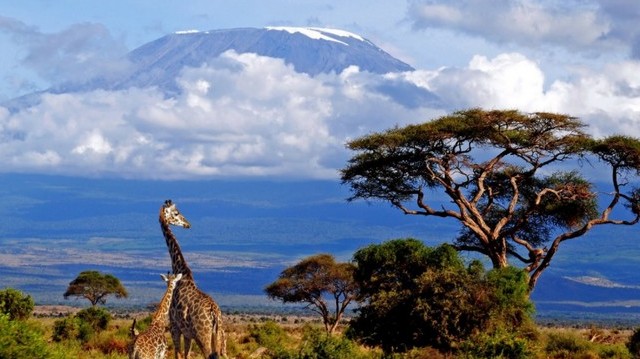 Itt található Afrika legmagasabb csúcsa a Kilimandzsáró.