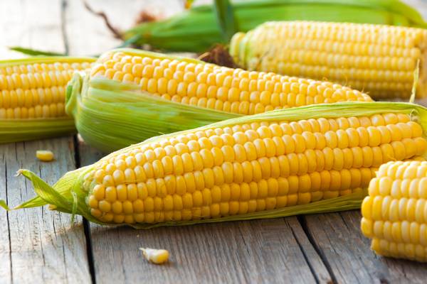 Az alábbiak közül hogyan nevezik még a kukoricát?