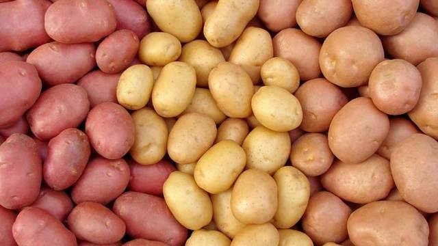 Melyik kontinensről telepítették be Európába a krumplit?