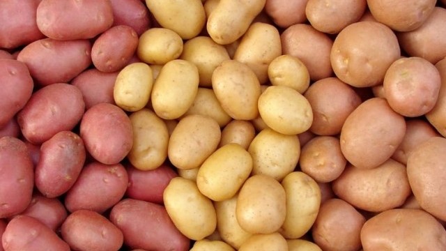 Melyik a krumpli régies neve?