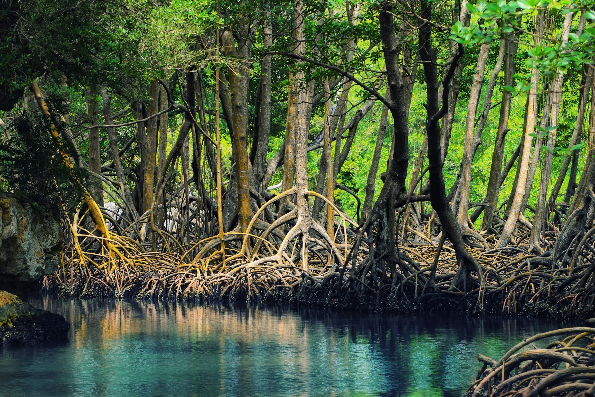 A Mangrove-fák elevenszülők.