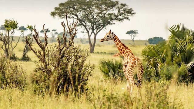 Melyik afrikai ország fővárosa Kampala?