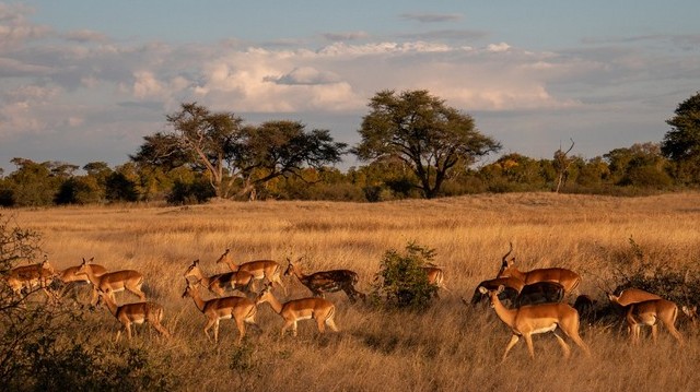 Hol található Zimbabwe?