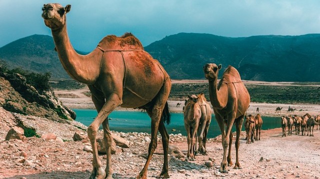 Melyik ország NEM az Arab-félszigeten található?