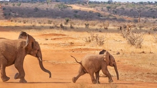 Melyik ország található Afrikában?