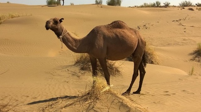 Így hívják az egypúpú tevét