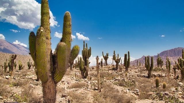 Hol vannak a Pampák néven ismert, hatalmas füves síkságok? Hol vannak a Pampák néven ismert, hatalmas füves síkságok?