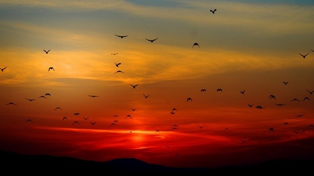 Melyik költözőmadár?