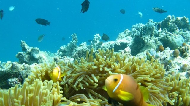 Melyik óceánban vannak a Maldív-szigetek?