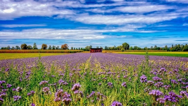 Melyik NEM búzavirág?