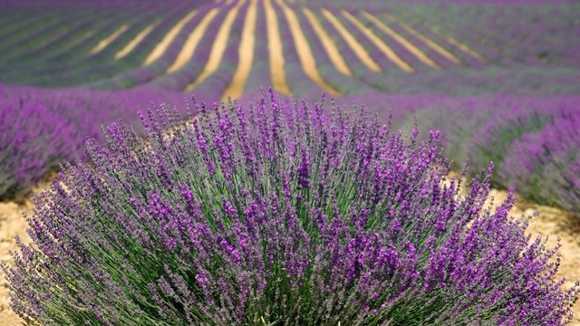 Melyik tájegység található Franciaországban? Melyik tájegység található Franciaországban?