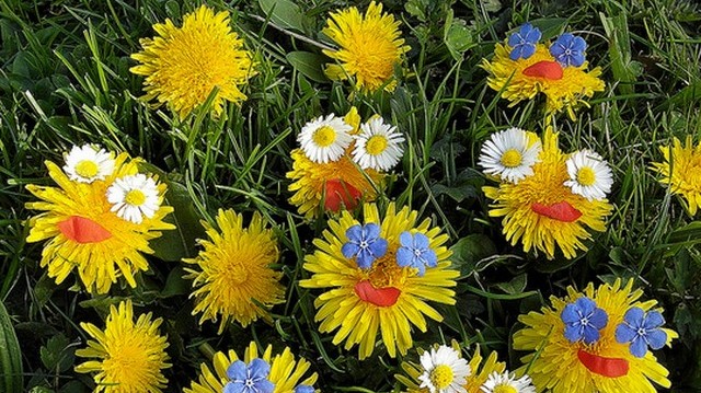 A három virág közül, melyik nem kora tavaszi virág?