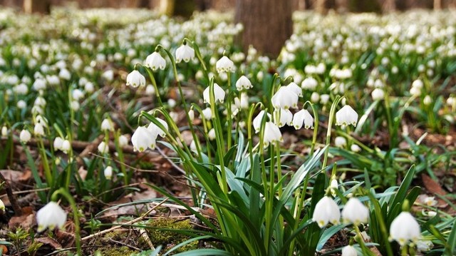 A felsoroltakból, melyik virág nyílik a legkorábban, február végén, március elején?