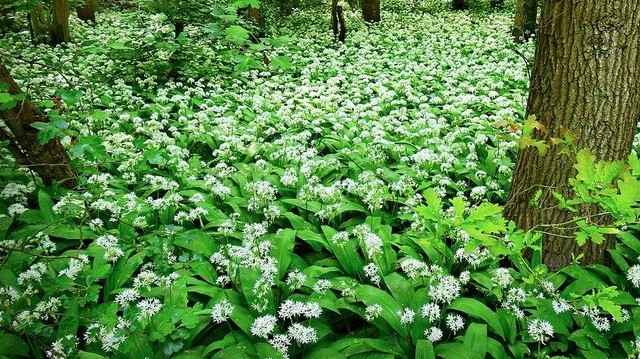 Melyik az a virág, amelynek levele összekeverhető a medvehagyma levelével?