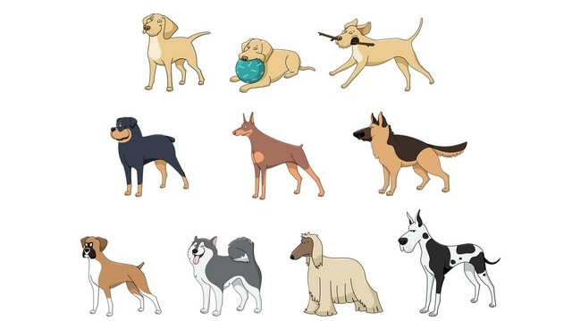Az itt felsoroltak közül, melik a legkisebb kutyafajta? Az itt felsoroltak közül, melik a legkisebb kutyafajta?